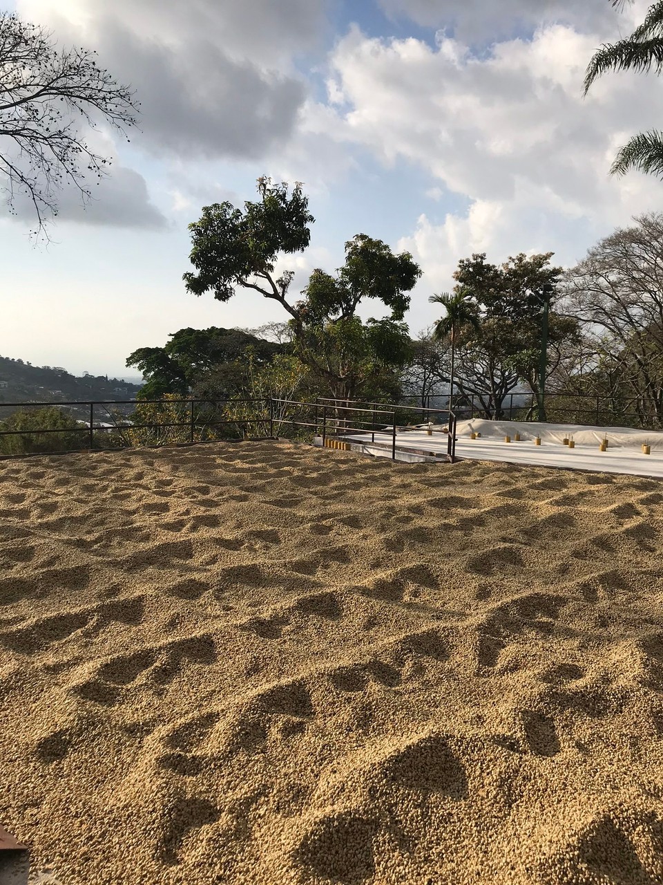 Costa Rica - San José - Die ungerösteten Kaffeebohnen werden in der Sonne zum trocknen ausgelegt
