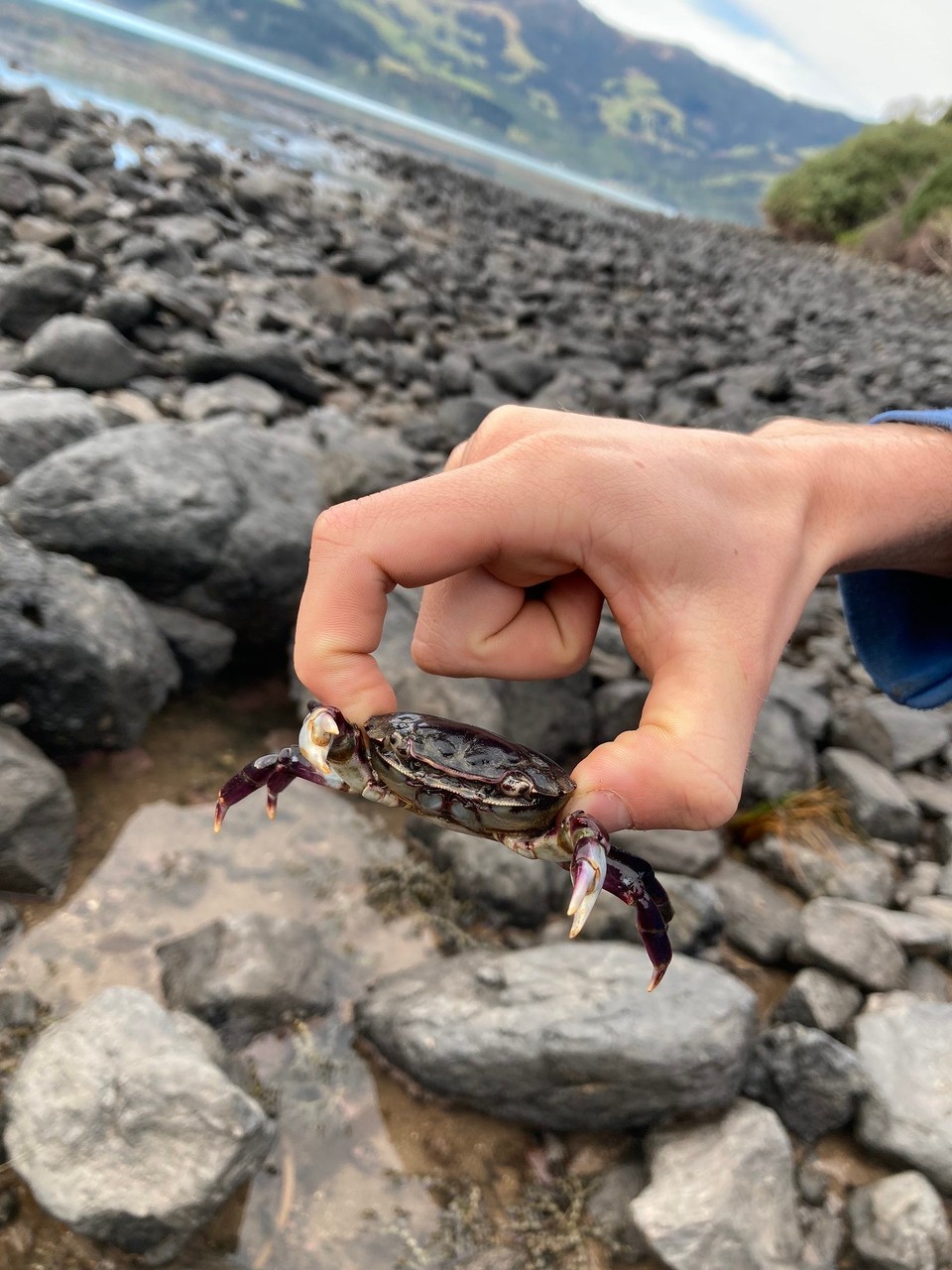 Neuseeland - French Farm - Hallo kleiner Freund 😃