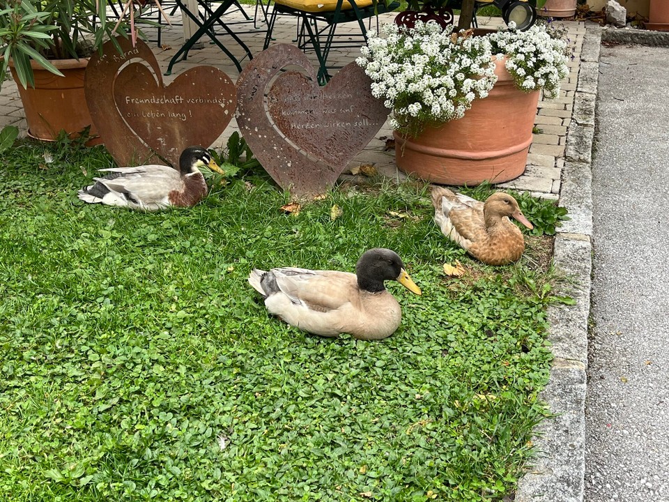 Österreich - Kuchl - 