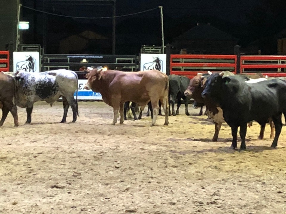 Australia - Cooee Bay - At the rodeo .. they waiting for a bucking good time 