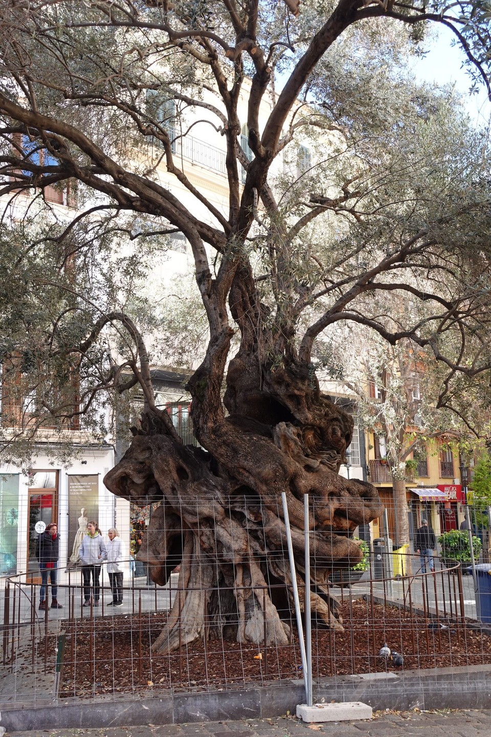 Spanien - Palma - en uralen OLivebam
