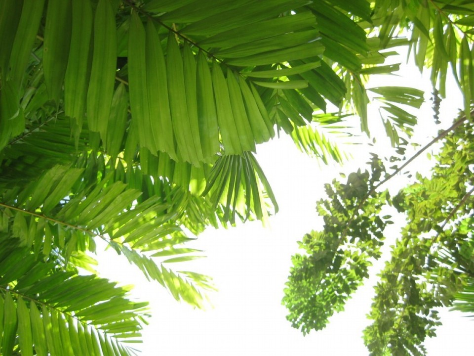 Costa Rica - La Fortuna - 