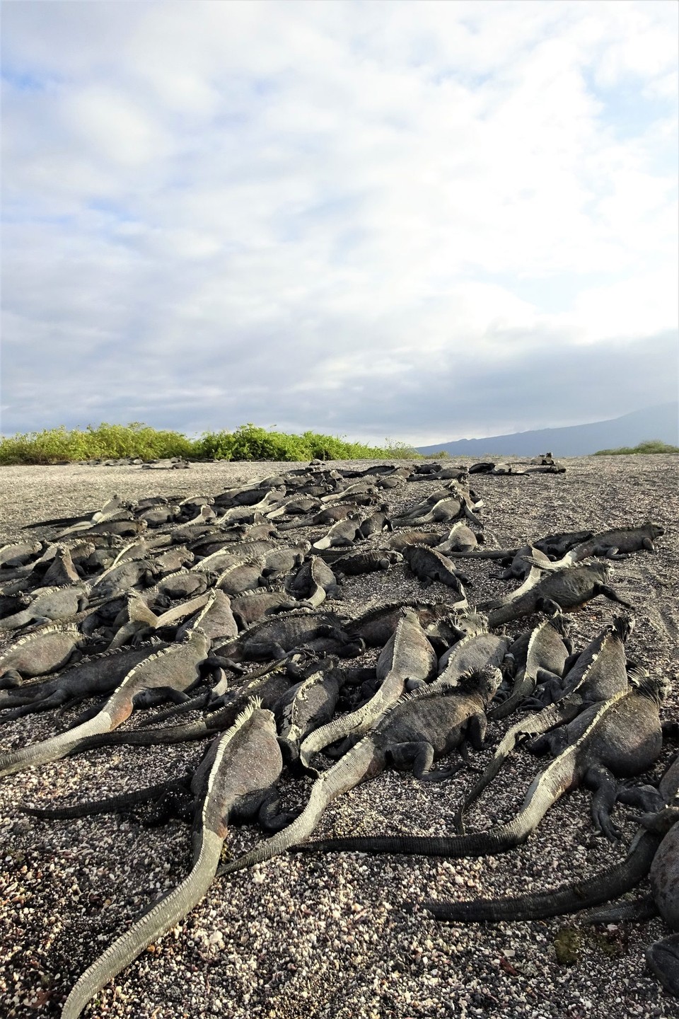 Ecuador - Fernandina Island - Iguanas as standard