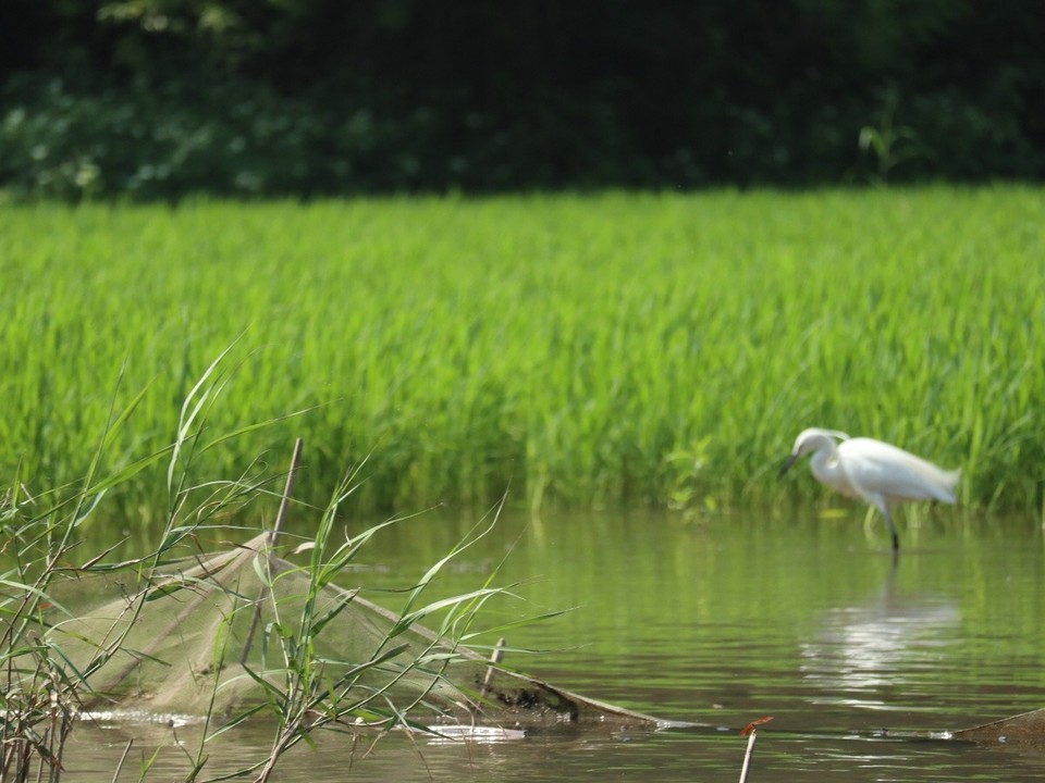 Vietnam - Ninh Bình - 