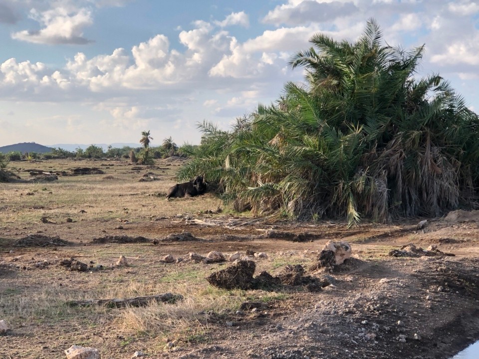 Kenia - Kajiado - Wasserbüffel 