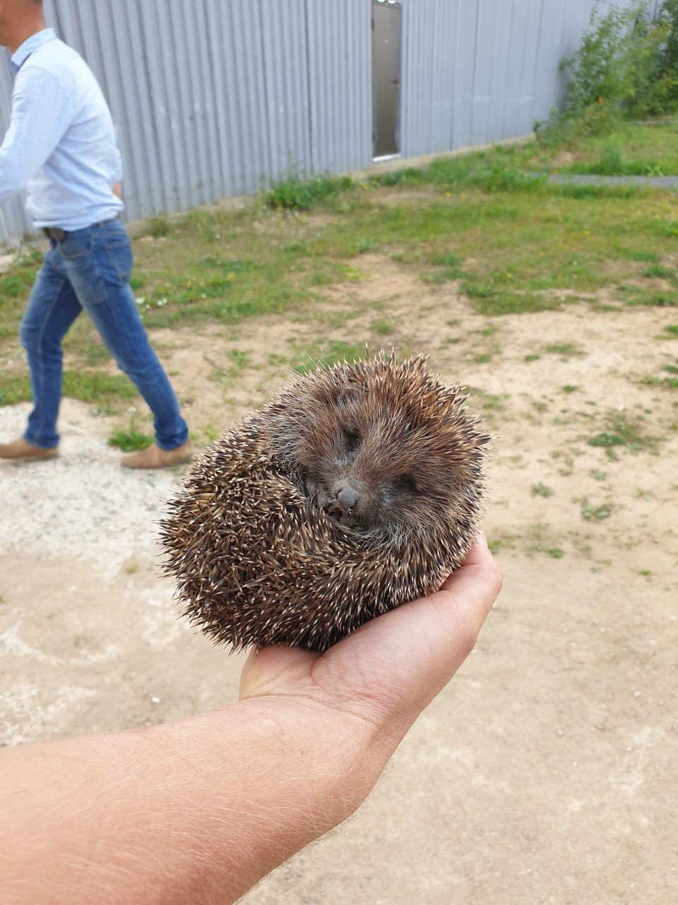 Belarus - Minsk - Hedgehog!