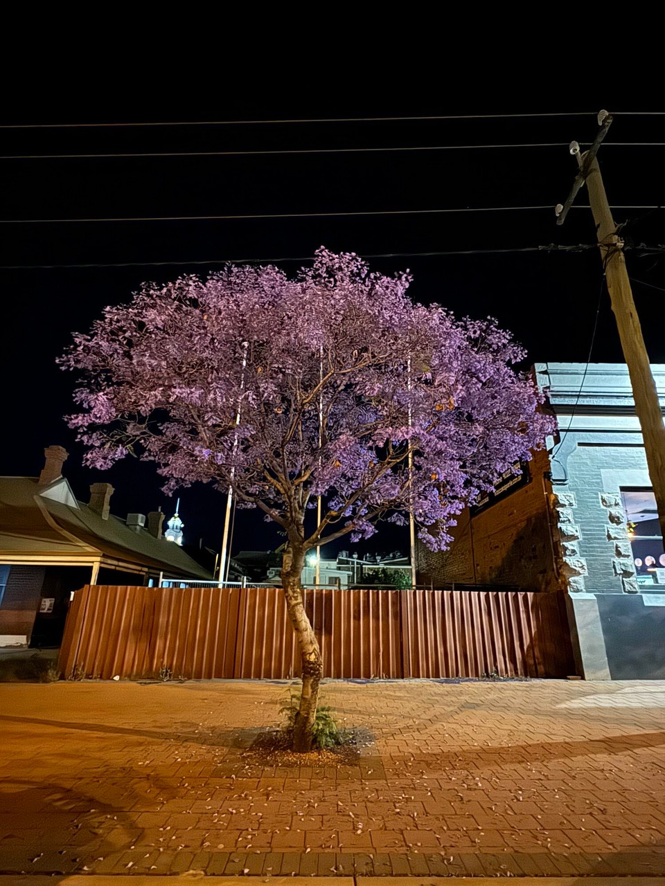 Australien - Kalgoorlie - De Baum het soo schöni violetti Blüata.