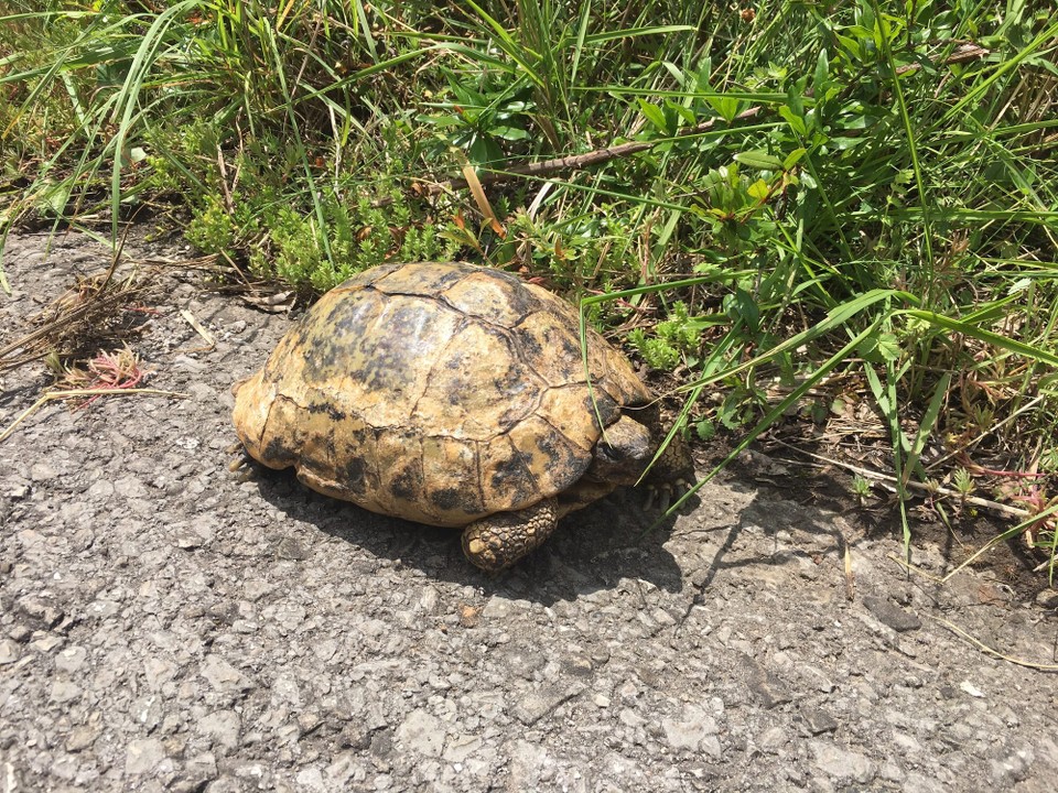 Montenegro -  - Schildkröte auf dem Weg 