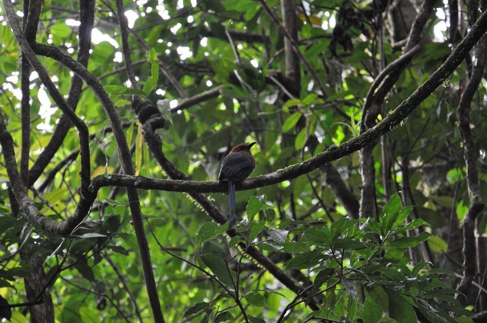 Costa Rica - Fortuna - Ein „Mot Mot“.. sehr bekannter Vogel in Costa Rica. 