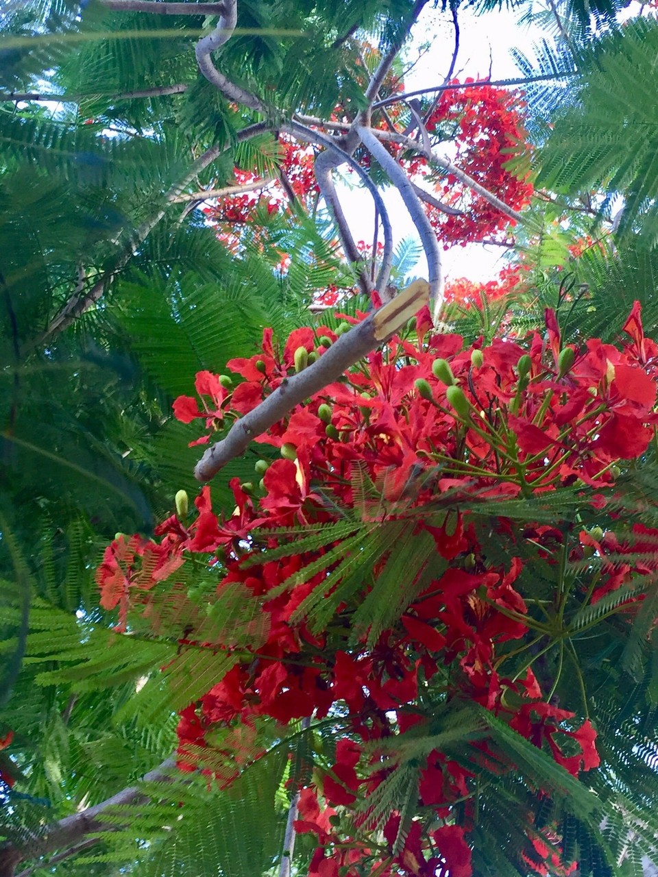 Brasilien - Santo Amaro - 