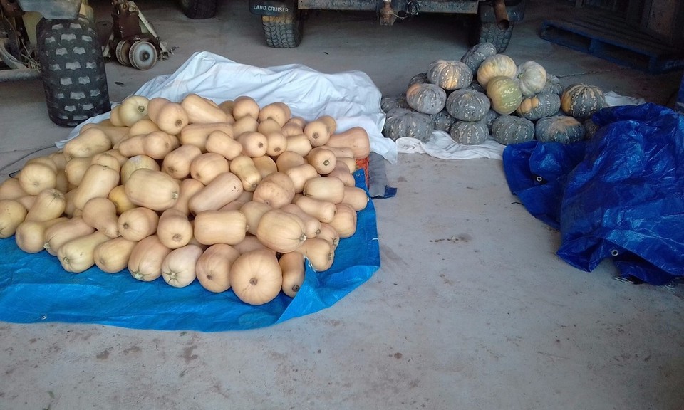 Australia - Taylorville - 300 kilo of butternuts and 100 kilo of jap pumpkins.