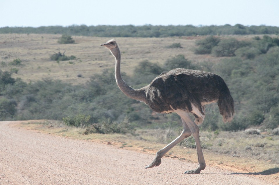 Südafrika - Addo - Ostrich- oder Straussenmädchen (erkannbar am hellen, grauen Kleid)