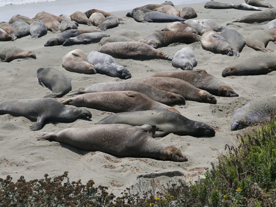 USA - Morro Bay - Seekühe...am chillen 😂