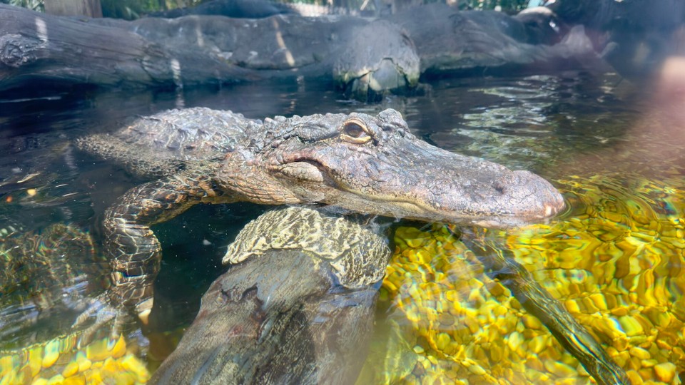 Vereinigte Staaten - Tampa - 