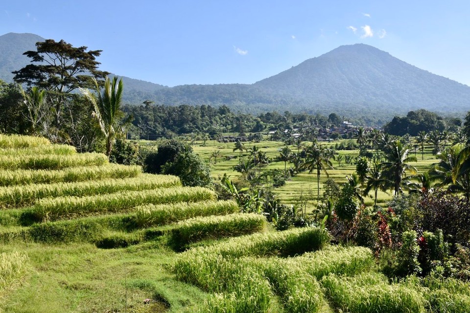 Indonesien - Tabanan - Die Jatiluwih Reisterrassen zählen offiziell seid 2012 als UNESCO-Weltkulturerbe.