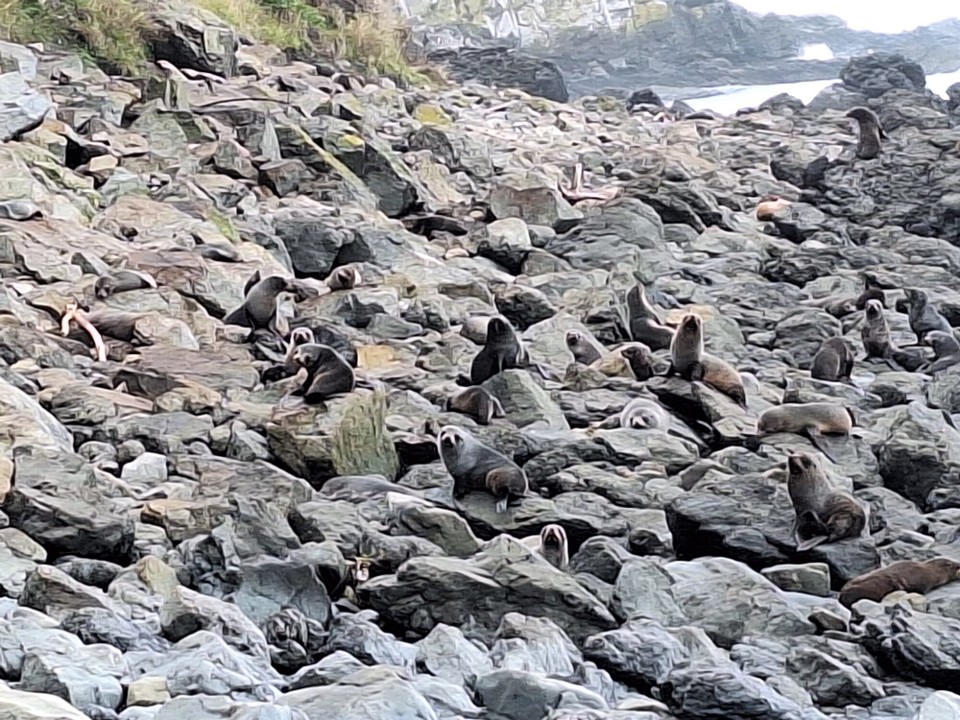 Neuseeland - Kaikoura - 