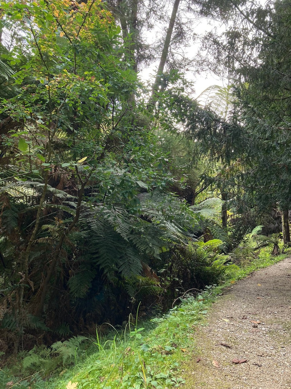 Neuseeland - Gisborne - Zwischendurch fast wie im Urwald