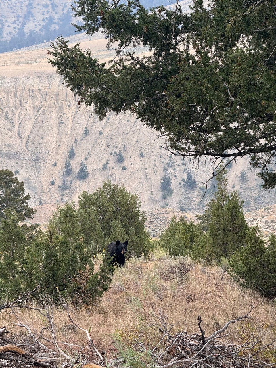 Vereinigte Staaten - Yellowstone National Park - Deh Schwarzbär hemmer ah de Strass ahtroffe.🐻 Wiet wäg hemmmer zersch no en andere Bär gseh.☺️