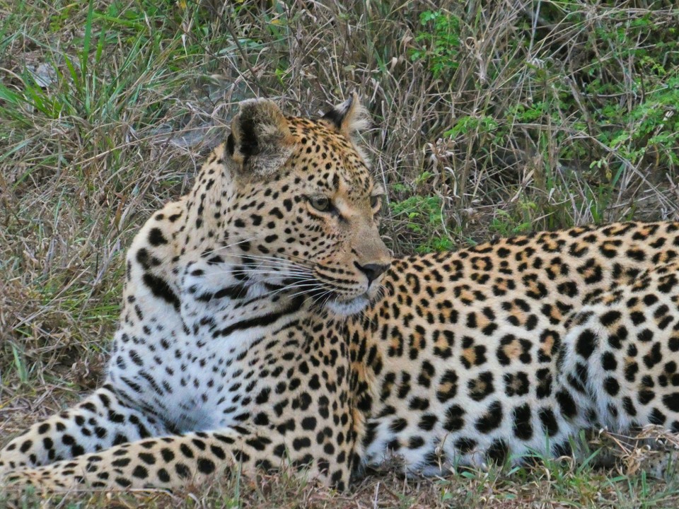 Südafrika - Kruger-Nationalpark - 