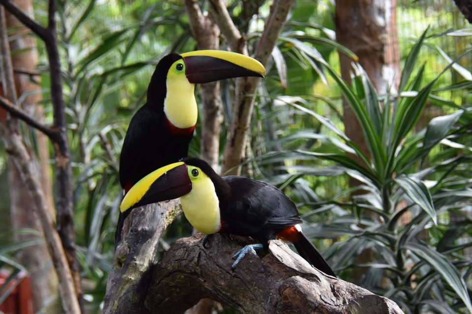 Costa Rica - San José - Hier bekam ich endlich meine Tukane su sehen, auf die ich mich die ganze Reise gefreut hatte.