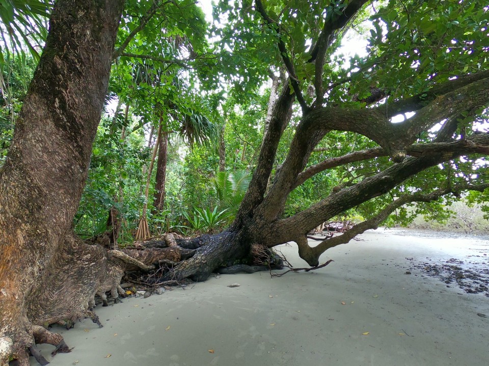 Australien - Cape Tribulation - 