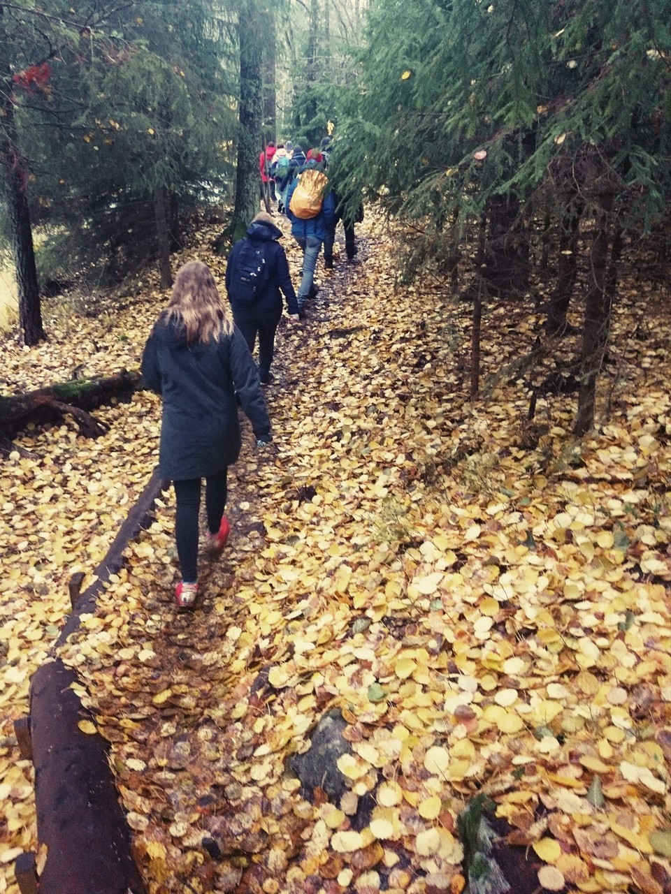 Finnland - Helsinki - Wanderung durch den Herbst. Mit anschließendem Picknick im Regen.