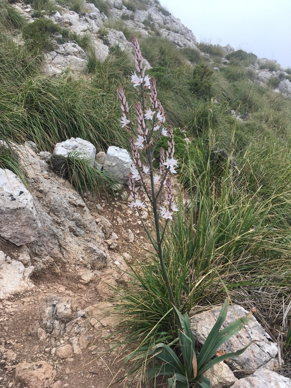 Spanien - Escorca - 
