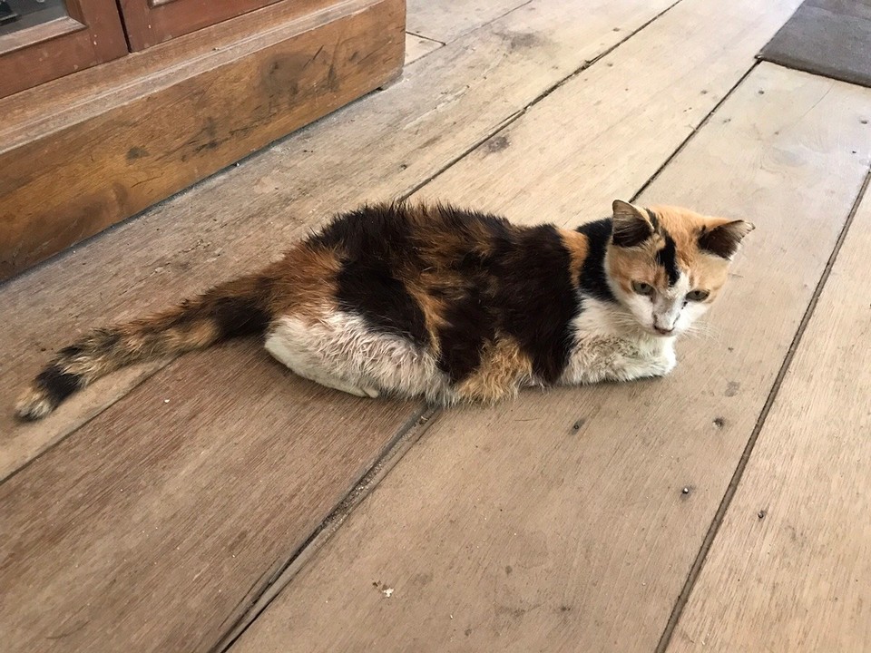 Malaysia - Kedawang - Naughty dinner-face-plant Cat