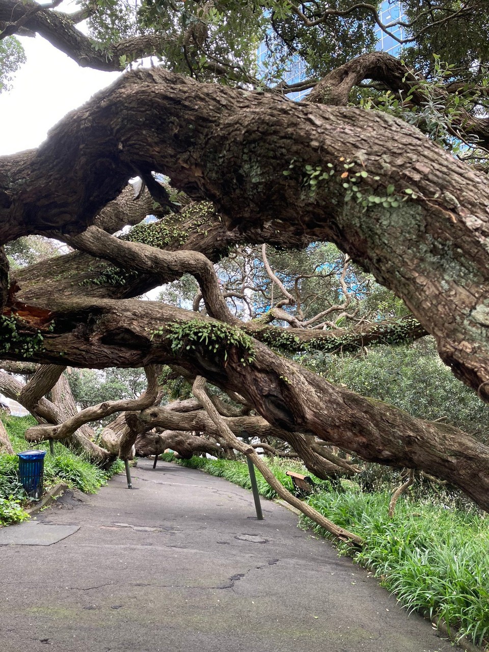 Neuseeland - Auckland - Es ergeben sich interessante Wege 🤔😂