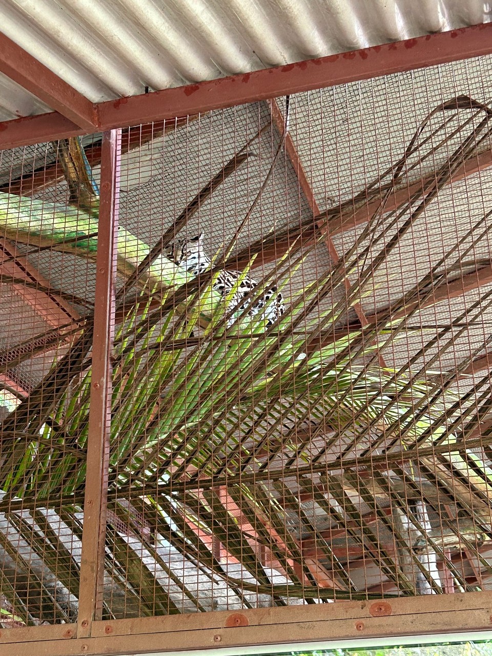 Costa Rica - Puerto Viejo de Talamanca - 