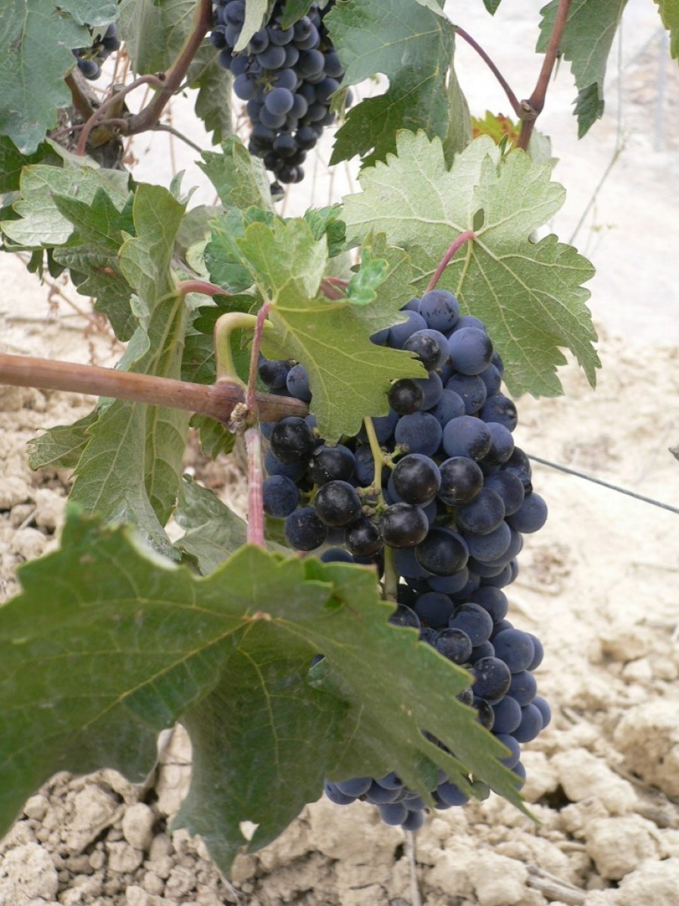 Spanien - Eltziego - 