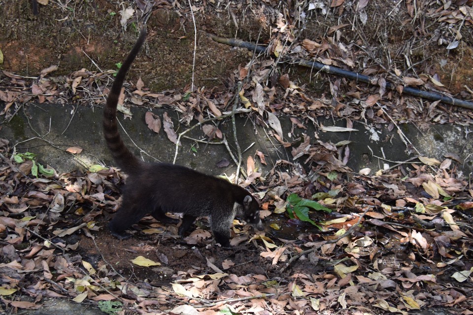 Costa Rica - Tilarán - Die Nasenbären fungieren als Müllsammler am Straßenrand.