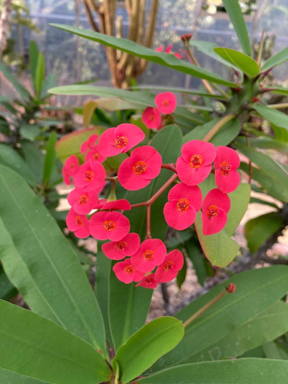 Neuseeland - Gisborne - 