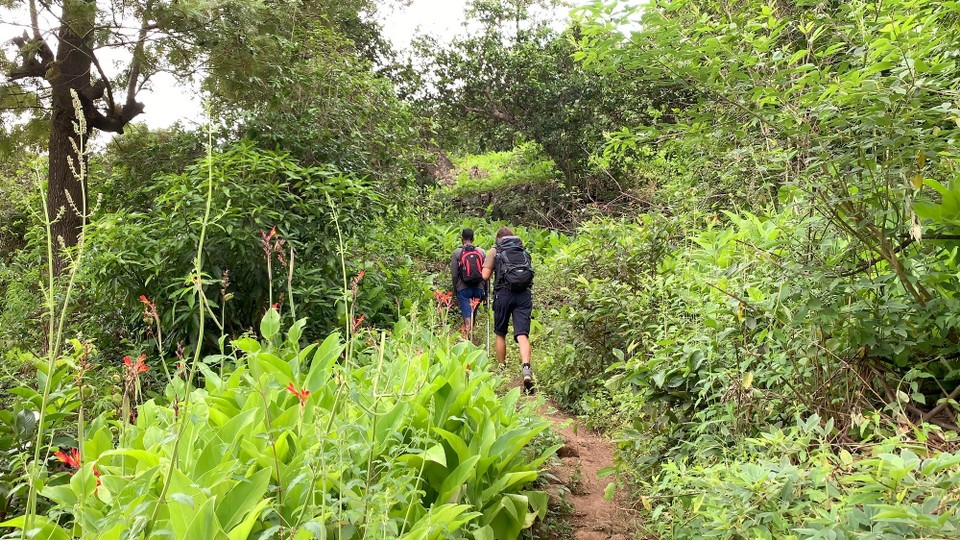 Cap-Vert -  - C’est un peu la jungle!