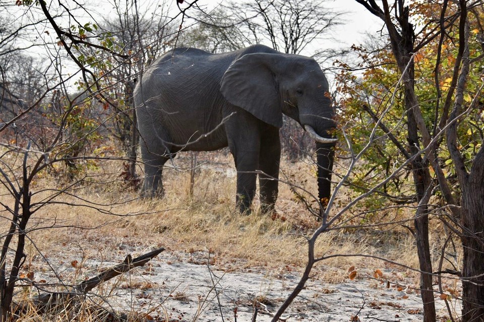 Botsuana -  - Dann einen einsamen Elefanten.