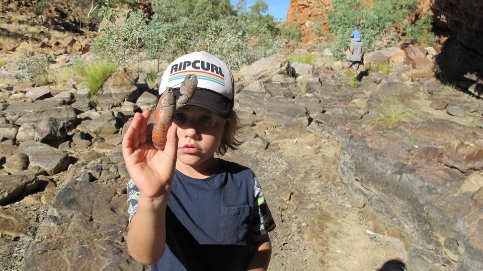 Australia - Mount Zeil - Dead Yabby shell