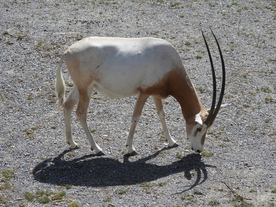 Schweiz - Zürich - Das Tier und sein Schatten. Die Säbelantilope. Orix Dammah, gilt als ausgestorben