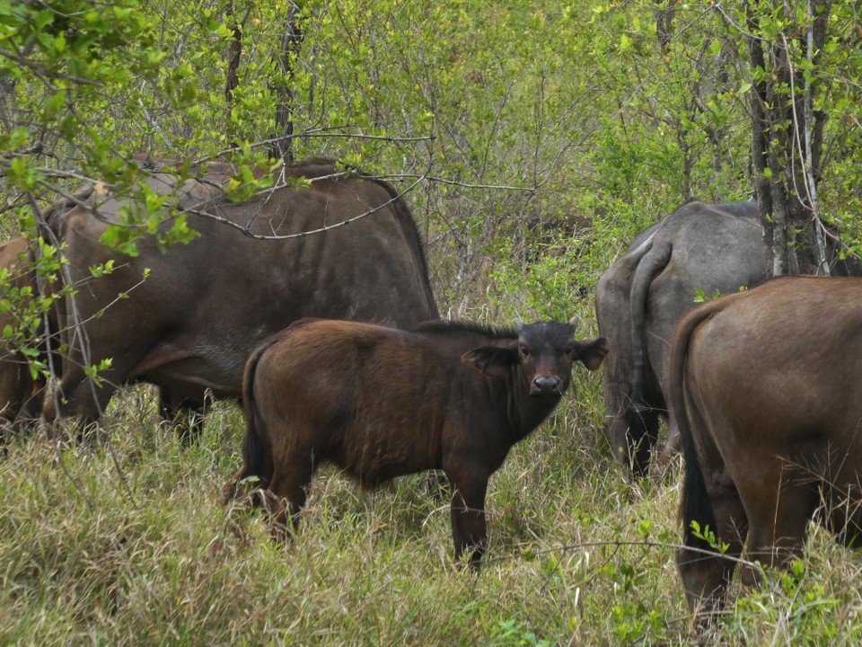 Südafrika - Kruger-Nationalpark - 