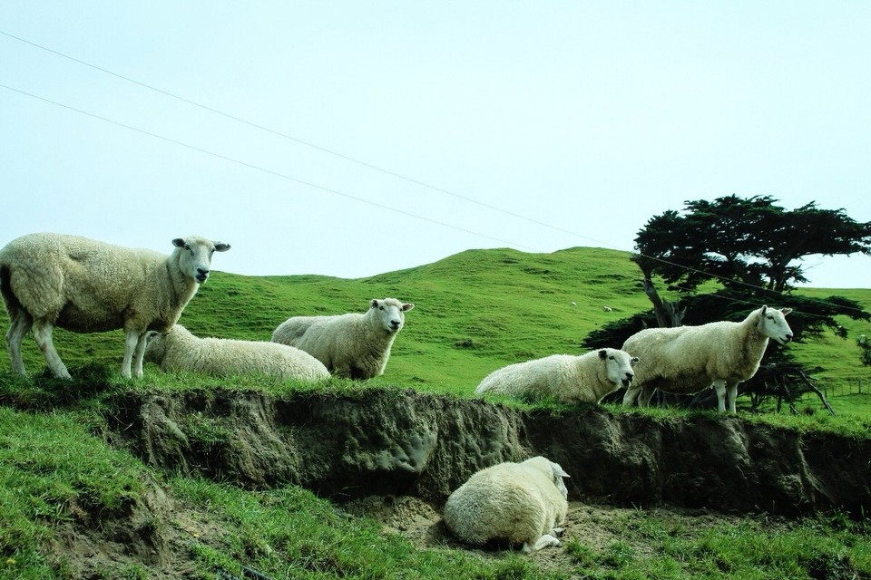 Neuseeland - Farewell Spit - 