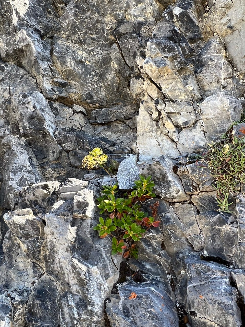 Schweiz - Urnerboden - …und diese…
