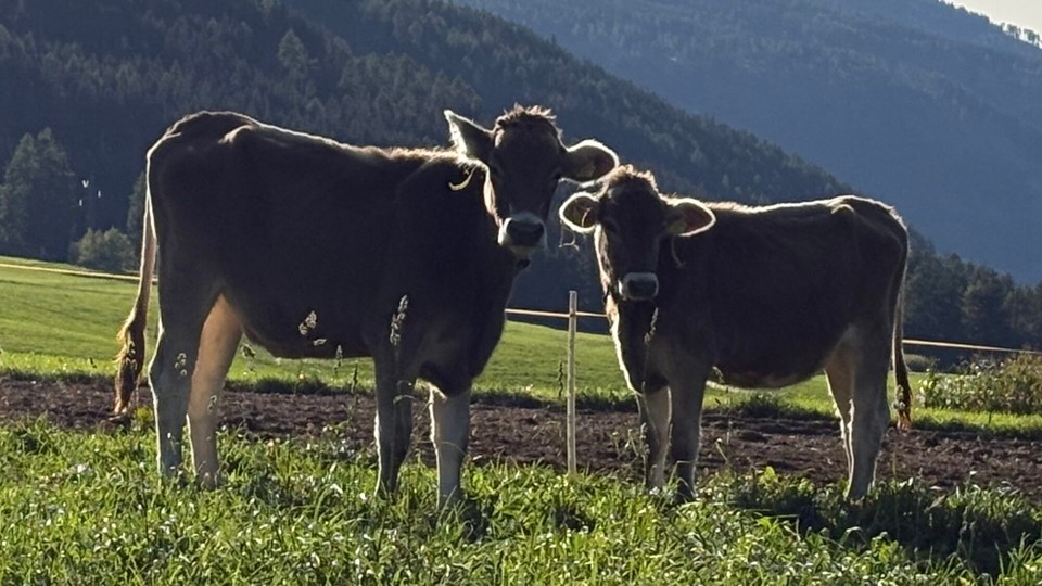 Italien - Toblach - 