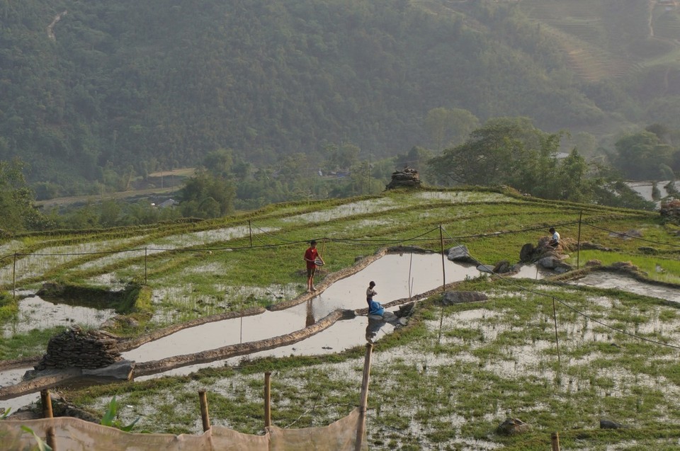 Vietnam -  - 