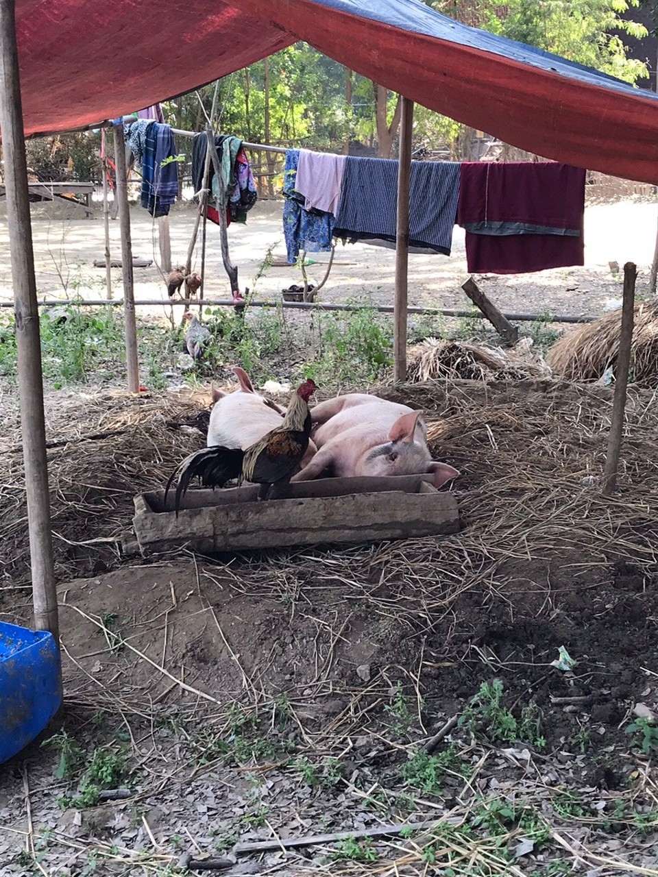 Myanmar (Burma) -  - 