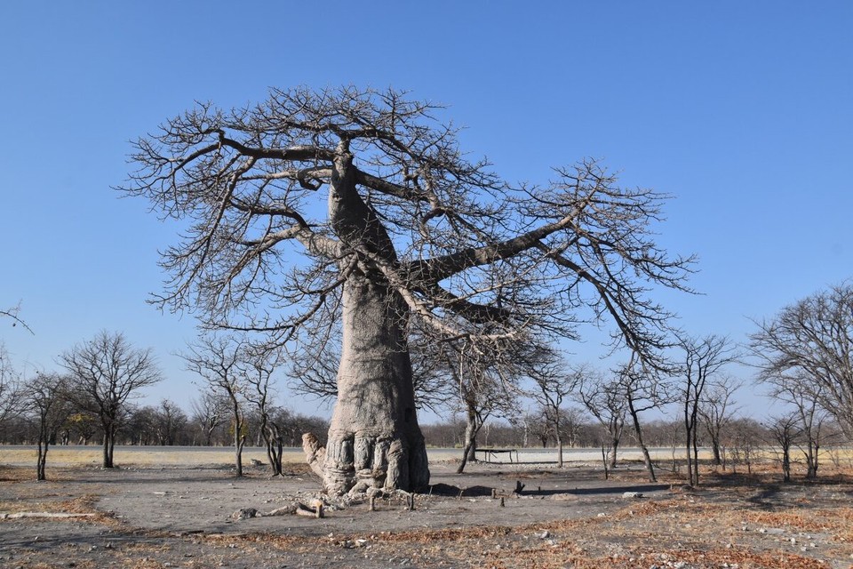 Botsuana -  - Zu der Straße muss man sagen daß sie immer wieder mit riesigen Schlaglöcher versehen war und diese kamen meist ohne Vorwarnung.
Ich weiß nicht warum aber irgendwie wurde ich an die Reisen deutscher Politiker nach Afrika erinnert. Die haben denen hier erklärt kaputte Autos sind gut für die Wirtschaft