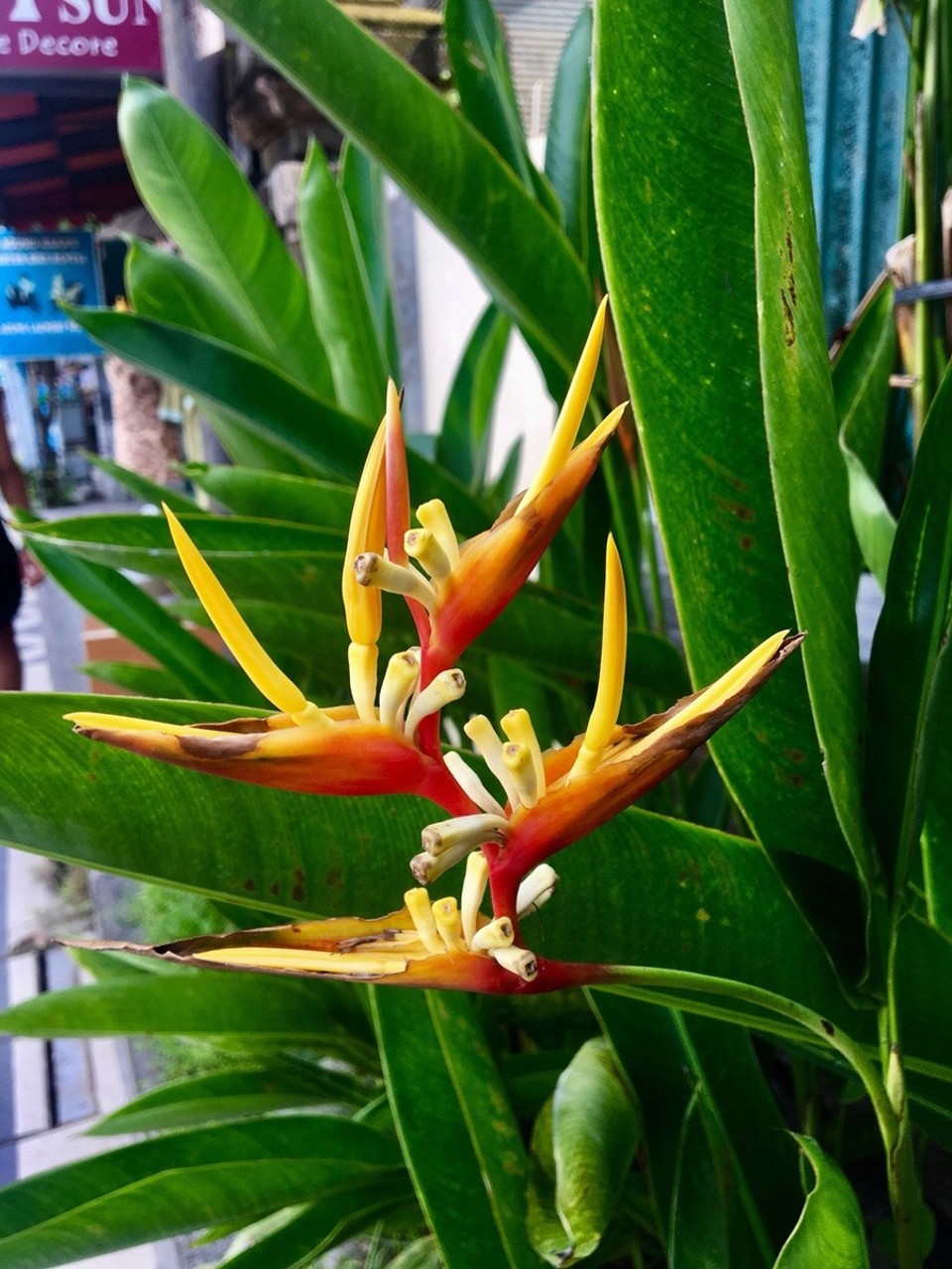 Indonesien - Badung - 