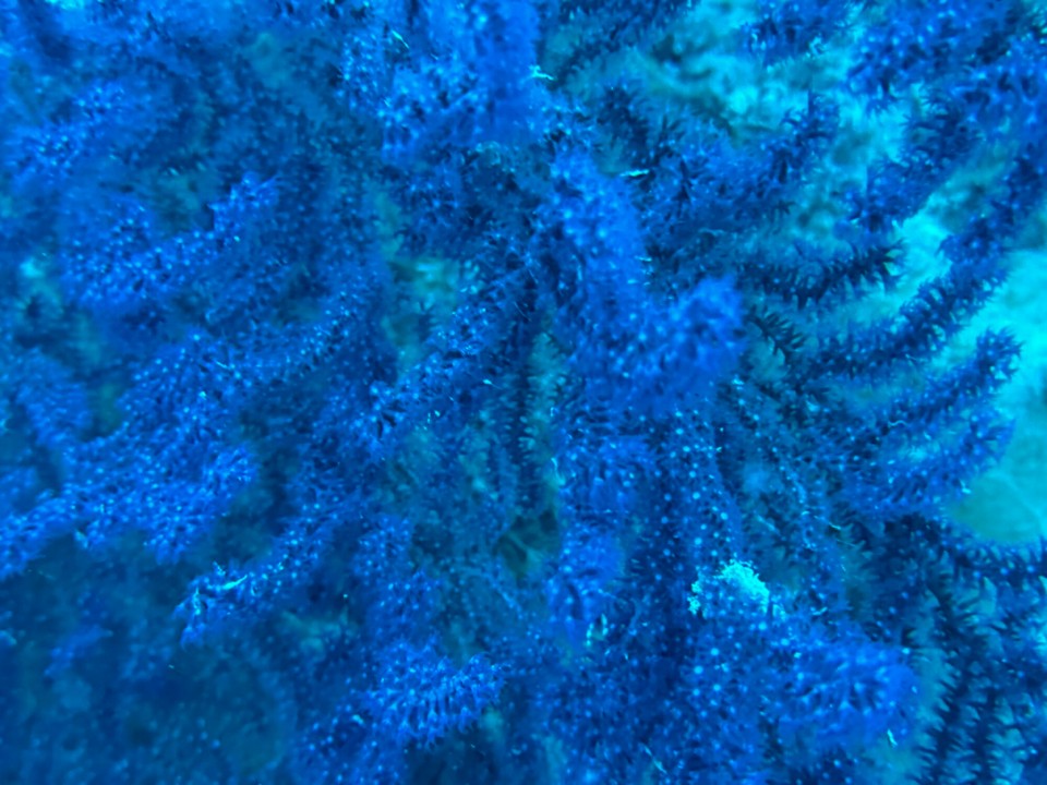 Italien - Porto Azzurro - Roter Gorgonie ohne Lampenlicht