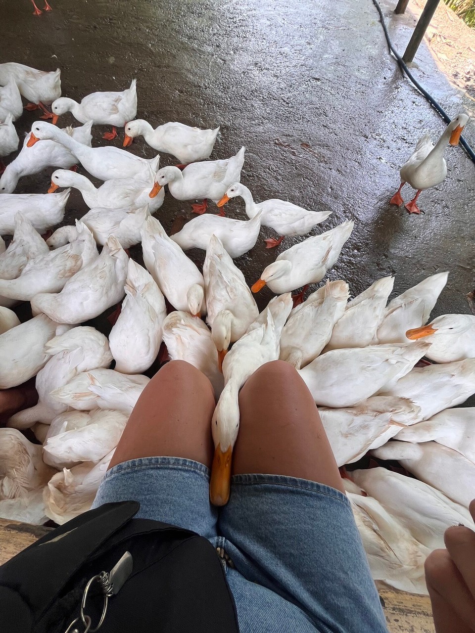 Vietnam - Bo Trach - 