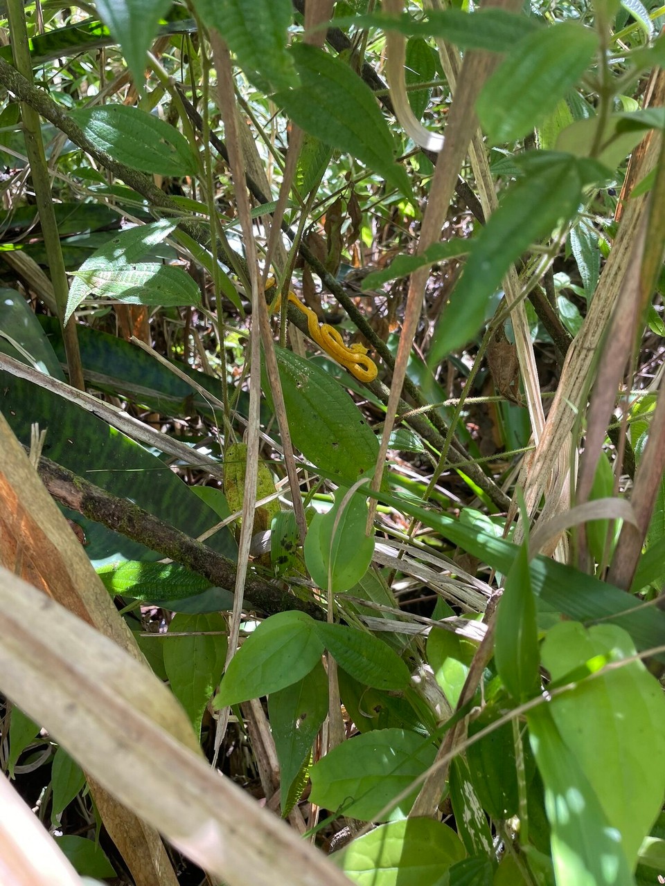 Costa Rica - La Fortuna - Giftige Viper 🐍.