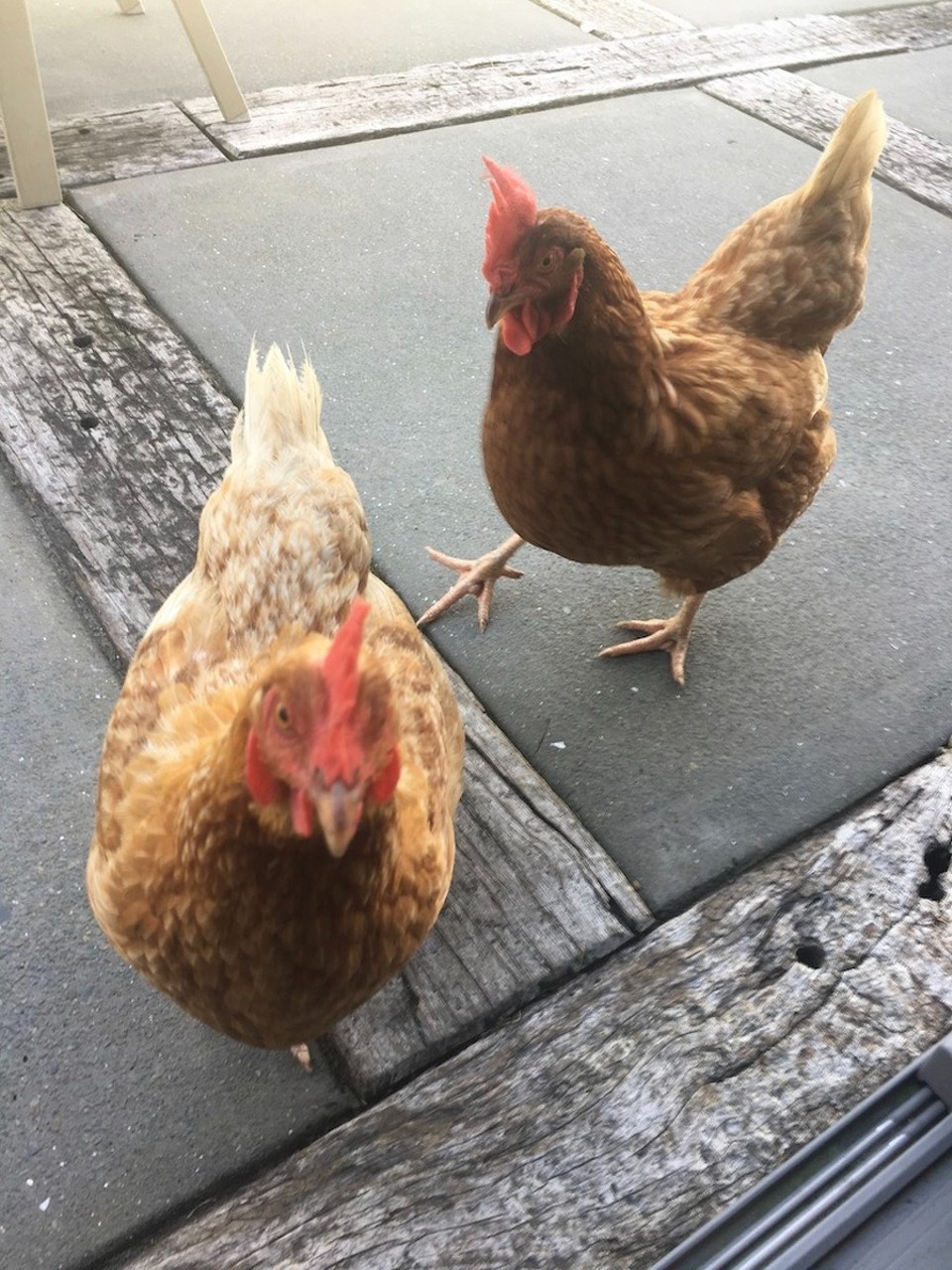 Neuseeland - Waipu - Dürfen wir uns vorstellen? Pricilla und Quadrilla