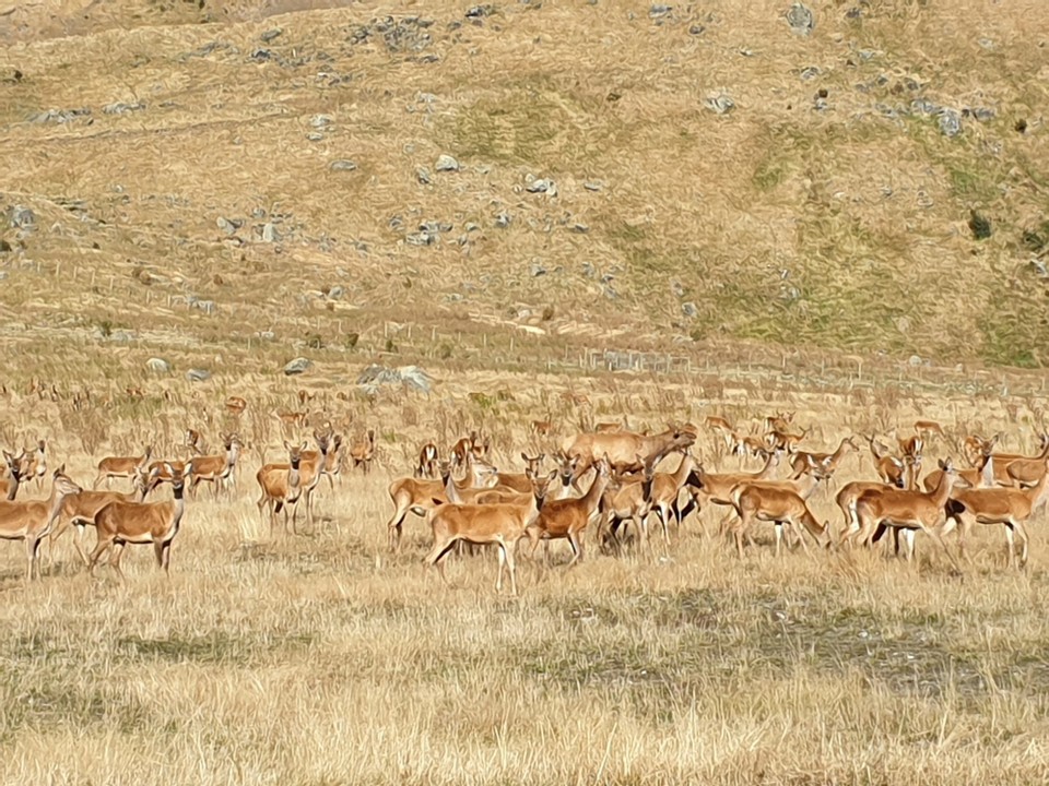Neuseeland - Wanaka - 